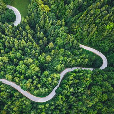 Forest from above