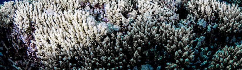 Bleached coral
