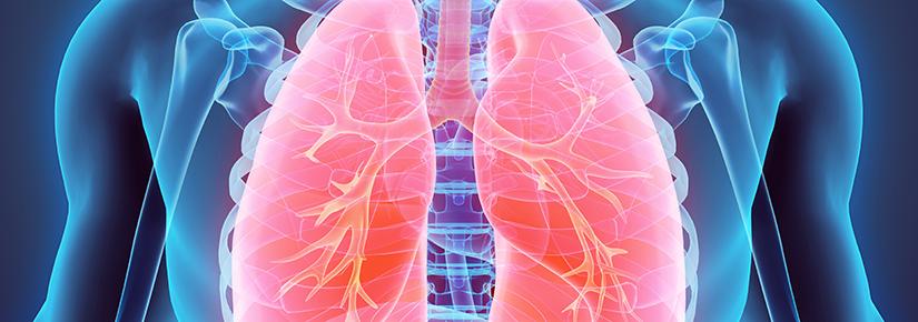 Graphic rendering of human lungs