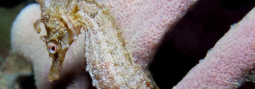 Seahorse