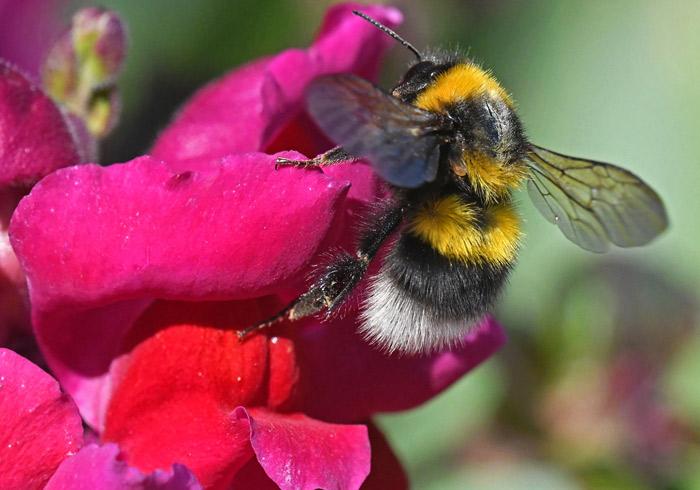 Bumblebee collecting pollen from a bright pink snapdragon