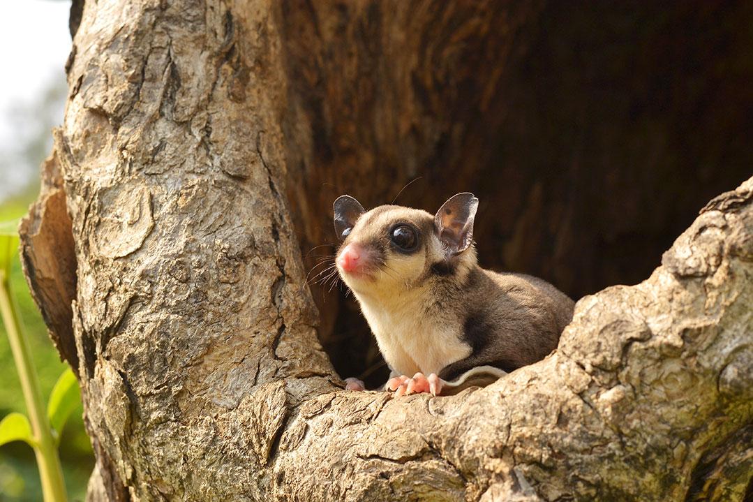 Sugar glider sitting at the opening of a hole in the tree