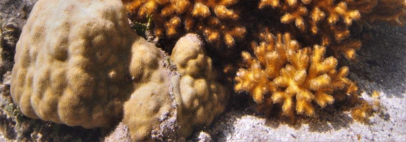 The coral species 'Porites lutea' in a mangrove swamp