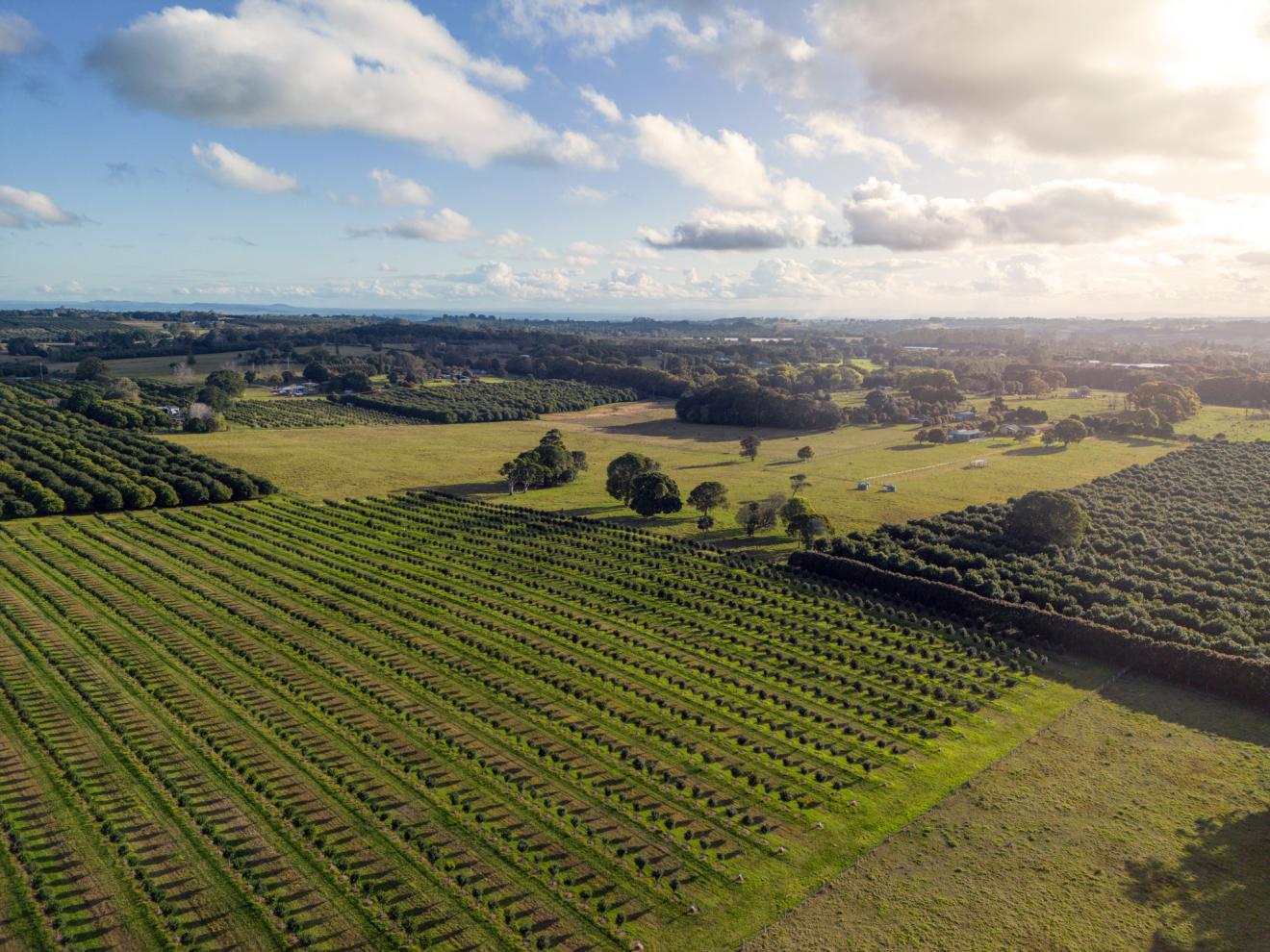 Aerial view of green field