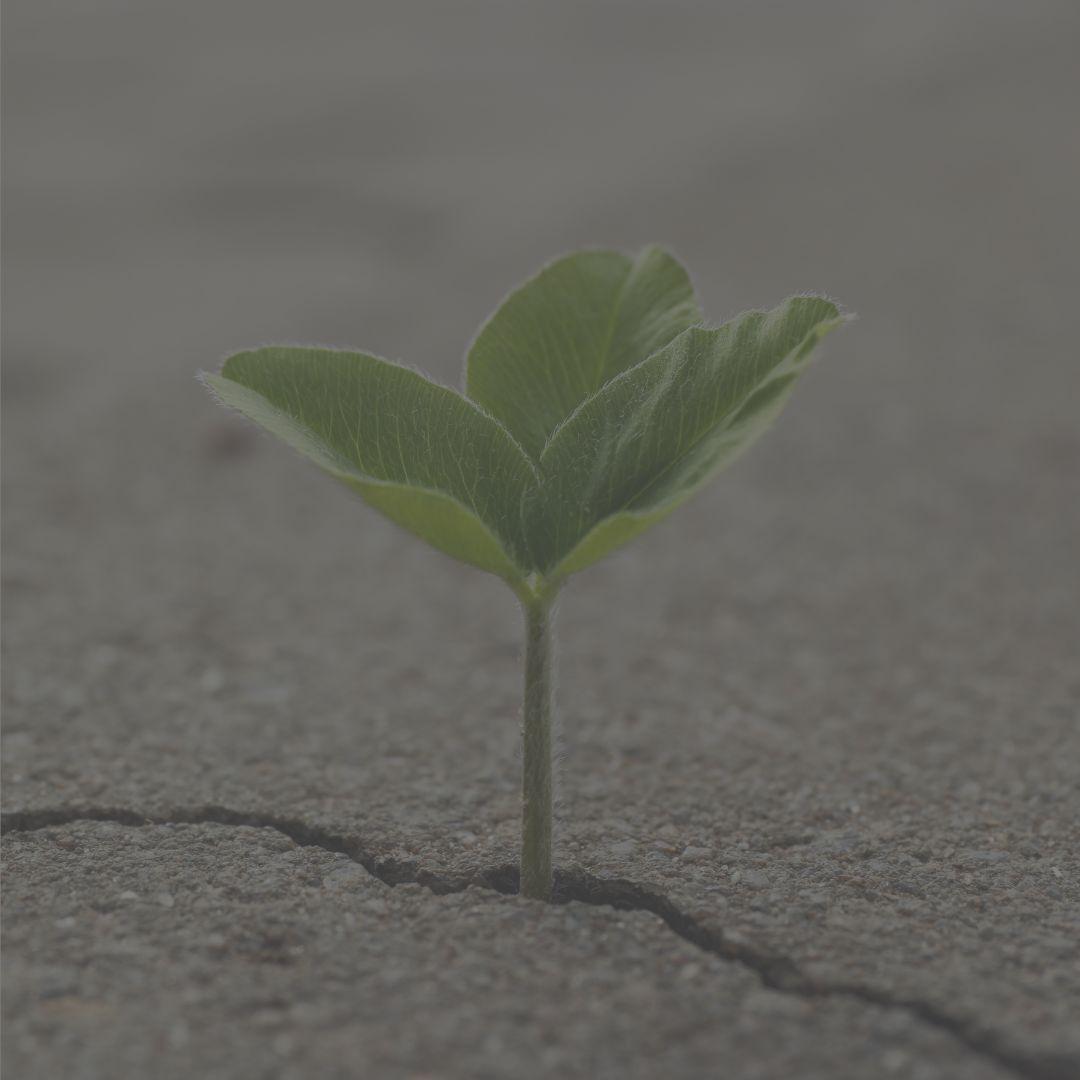 Plant emerging from crack in pavement