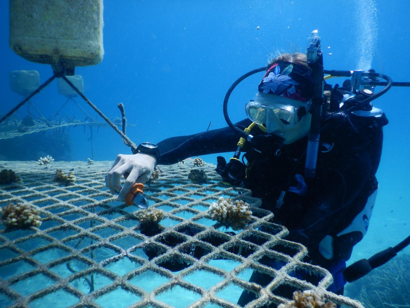 Reef Restoration by the Future Reef Team