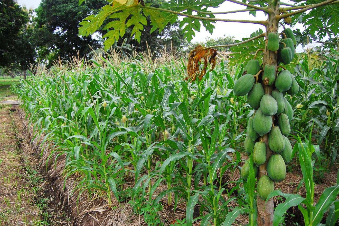 Close-up of paw paw tree and crops in New Guinea