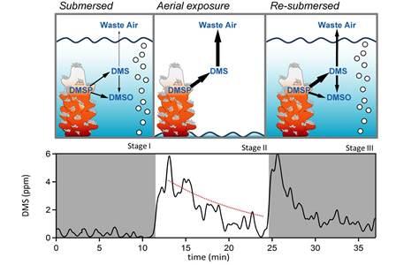 Conceptual diagram of dimethylated sulfur cycling in the presence of coral Conceptual diagram of dimethylated sulfur cycling in the presence of coral