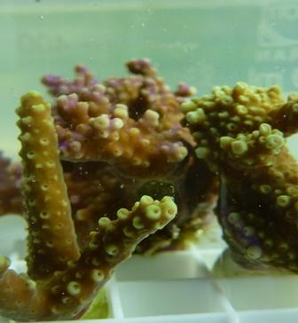 Small fragments of Acropora c.f. horrida Credit: Francis Hopkins