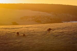 Kangaroos on Kangaroo Island