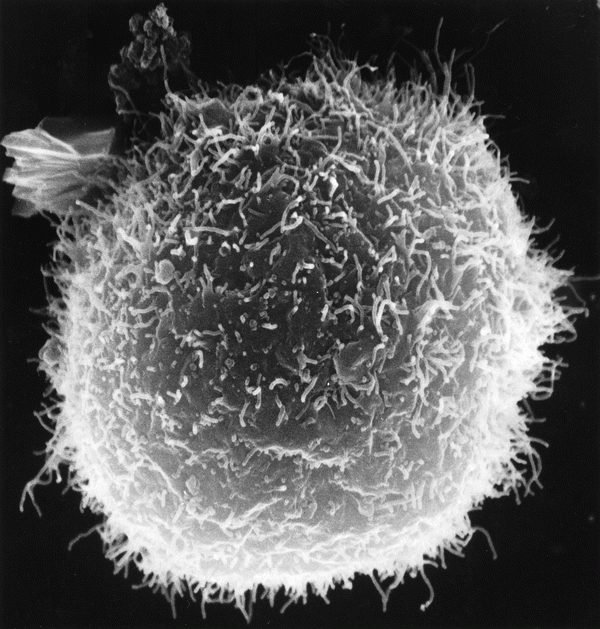 Macrophages and Lymphocytes