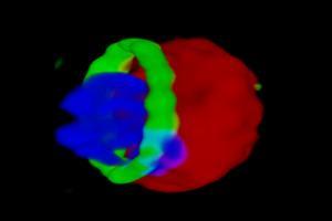 omx malaria image