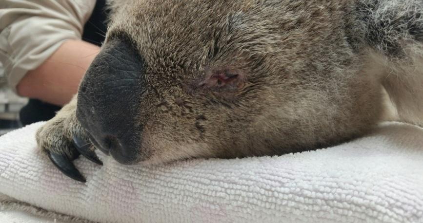 A koala with chlamydial eye disease is examined by vets. Photo: Willa Huston