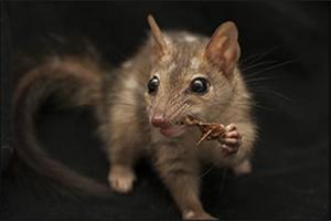 Dr Jonathan Webb, with the University of Melbourne, Territory Wildlife Park, Kakadu National Park, Department of Land Resource Management, Australian Wildlife Conservancy, is preventing and reversing population declines of northern quolls