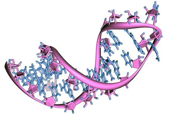 A computer generated model of a RNA strand