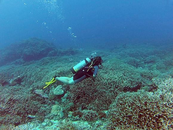 Doctor of Philosophy in Science student, Samantha Goyen, SCUBA diving in Sydney Harbour