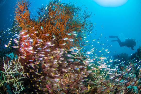 Coral reef