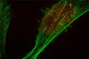 bone cell omx
