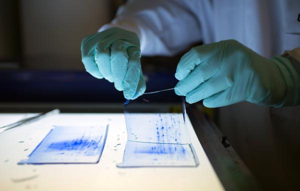 Preparation and protein extraction, protein separations, identification and characterisation.