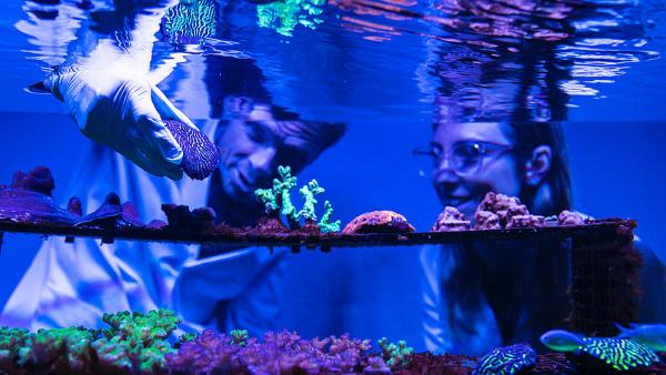 David Suggett and Emma Camp in the coral lab