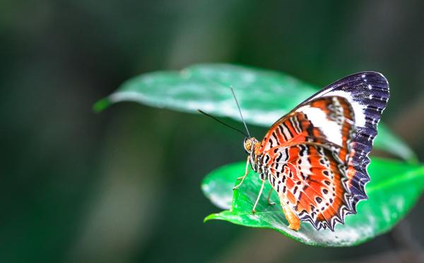 Butterfly on a leaf