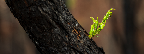 Regrowth from branch after bushfire