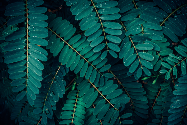 Close up of leaves