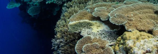 Underwater coral reef