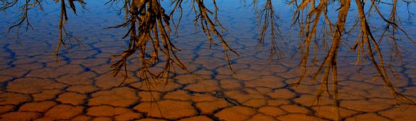 Cracked clay under still water, tree reflections