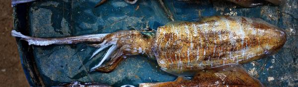 Squid in frying pan