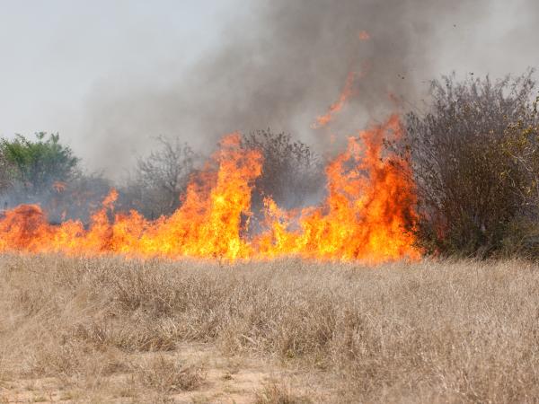 Bushfire