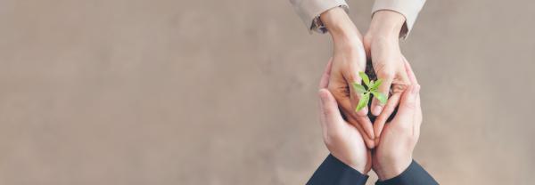 Two pairs of clasped hands holding a growing seedling