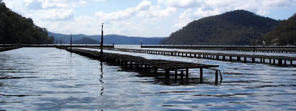 Oyster farm at Coba Bay, Hawkesbury River