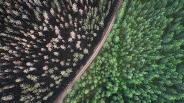 Picture of a road through a dense forest, with trees burnt on one side and green and fresh on the other