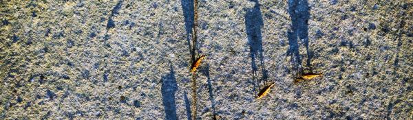 A small group of cows with calves casting long shadows as photographed from a drone above