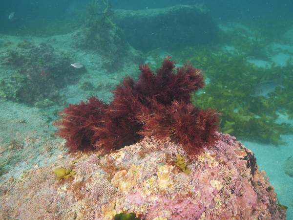 Red seaweed.