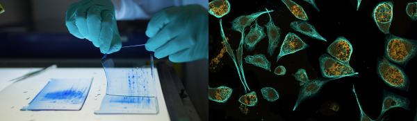 Proteomics procedure (left) and cells (right)