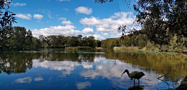 lake with water bird in front