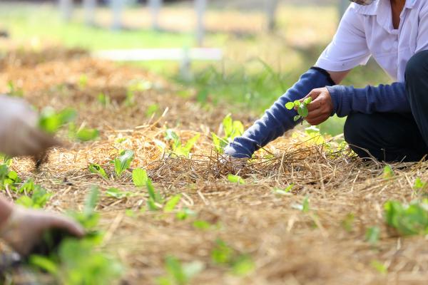 planting seedlings
