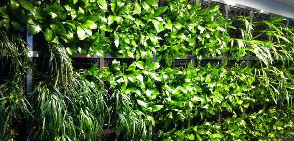 plants on a wall