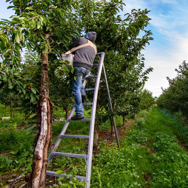 Fruit picker