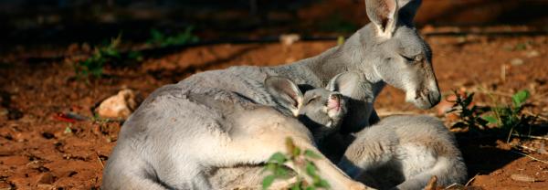 Kangaroos parent and joey lying in the sun