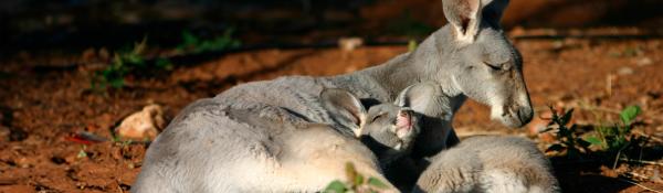 Kangaroos parent and joey lying in the sun