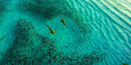 Overhead view of several sharks feeding near a beach