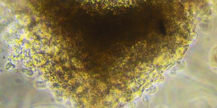 Closeup of mini heart