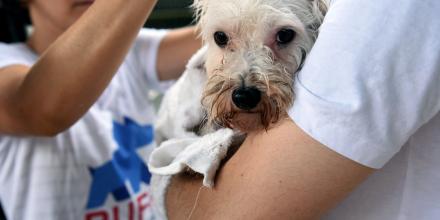Dog getting groomed by Ruff Sleepers