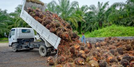 Palm oil on a truck