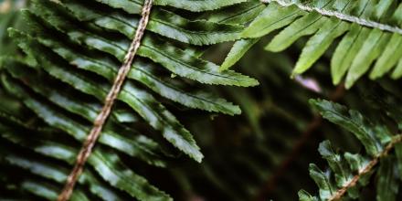 Dark green foliage