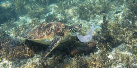 Sea turtle and a plastic bag