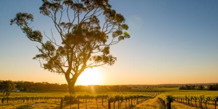 Australian vineyard